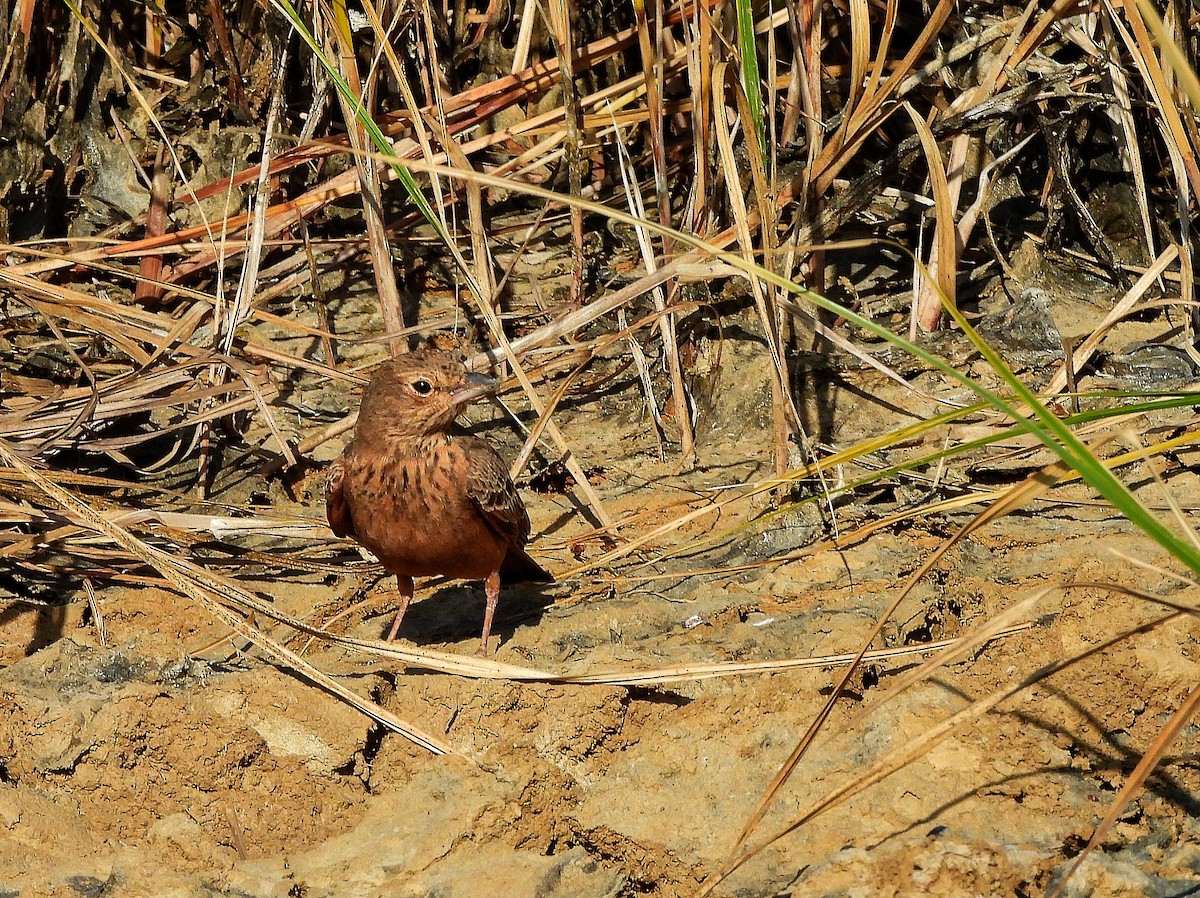 Rufous-tailed Lark - ML645644969