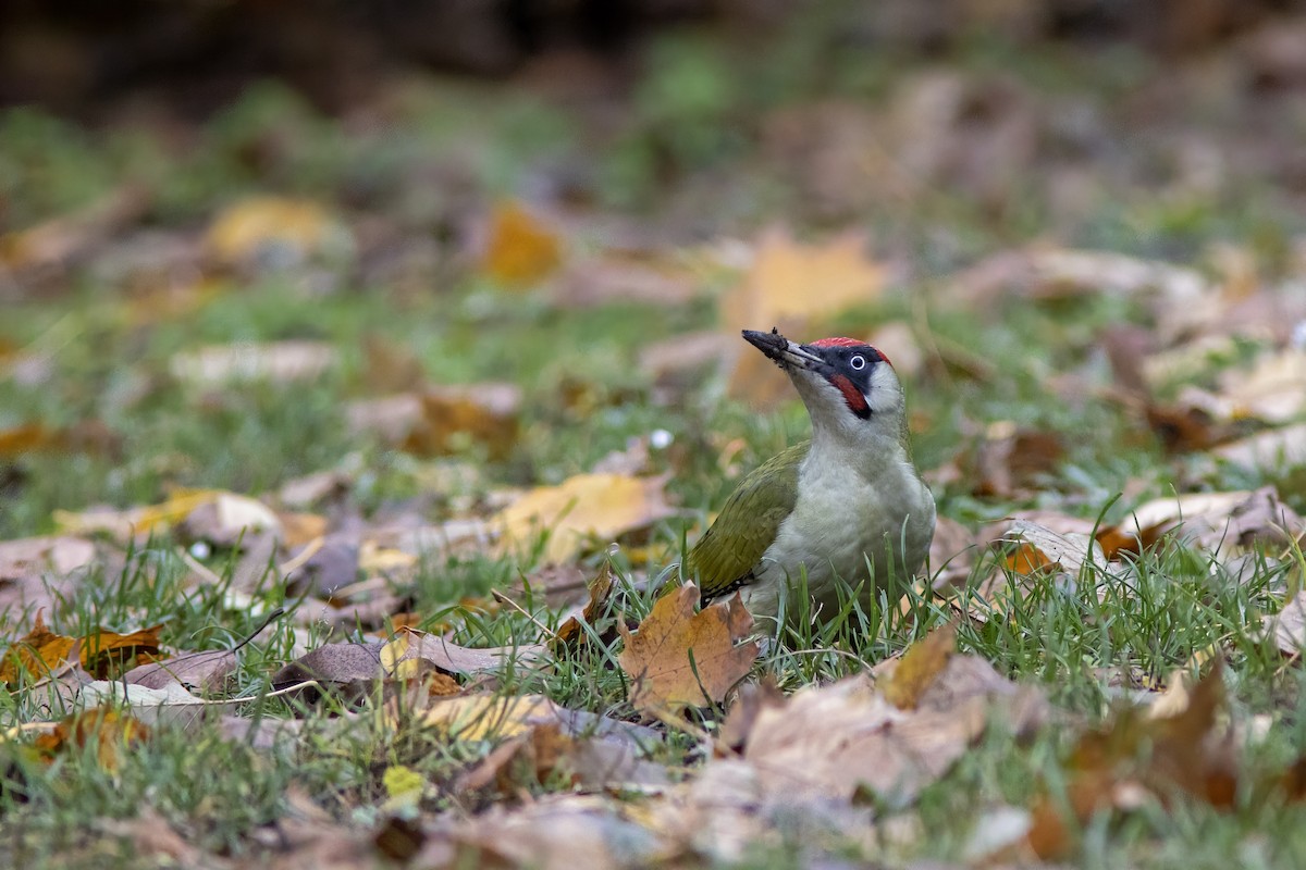 נקר ירוק - ML645644973