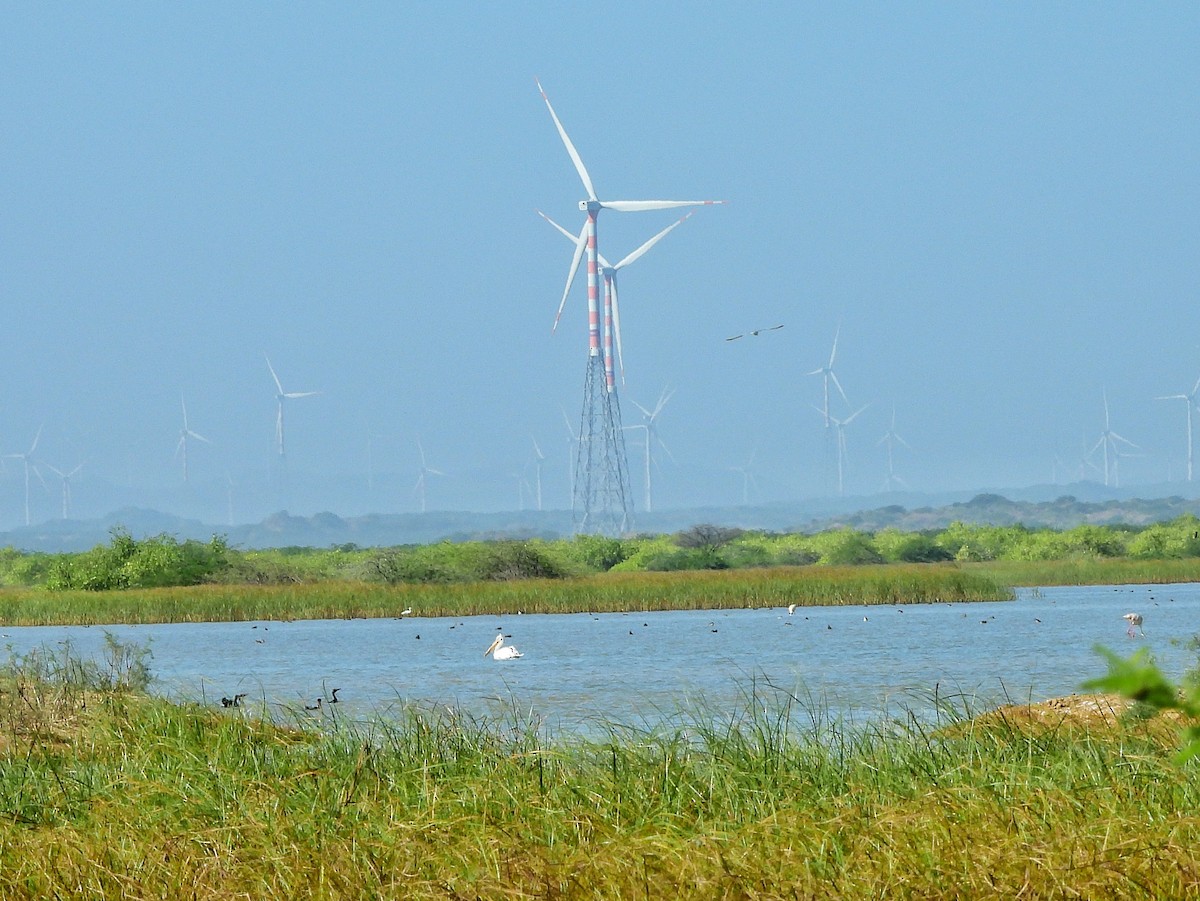 Dalmatian Pelican - ML645644982