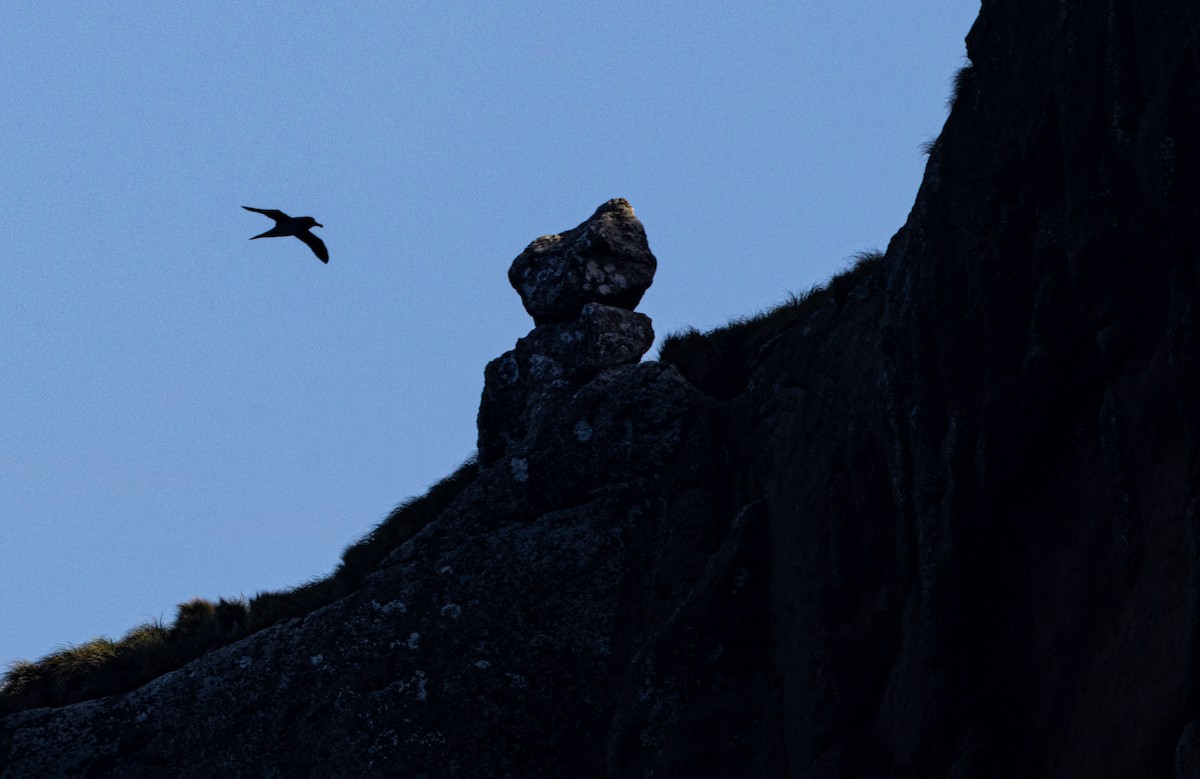 Альбатрос довгохвостий - ML645644988