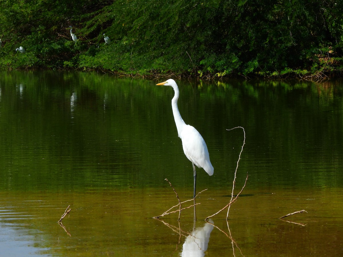 Чапля середня - ML645644991