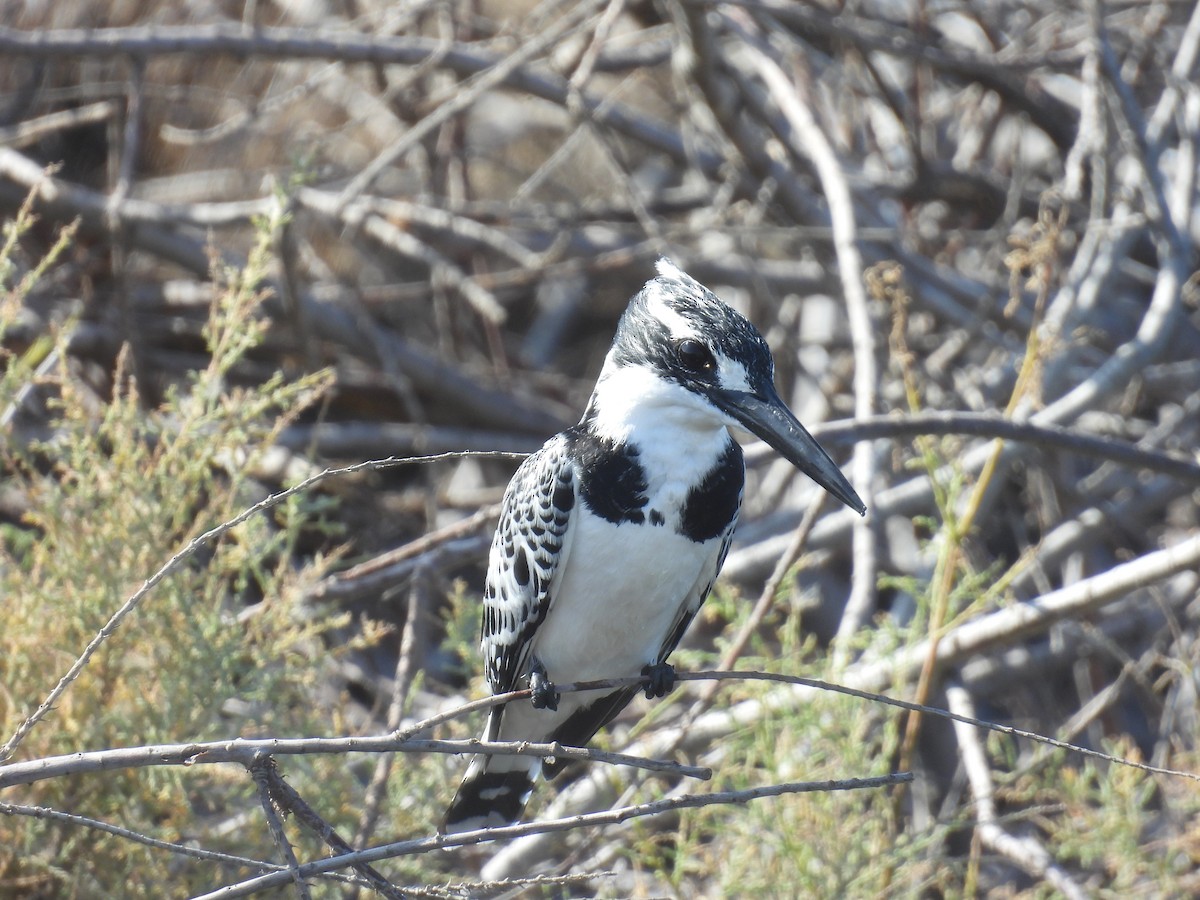 Рибалочка строкатий - ML645644992