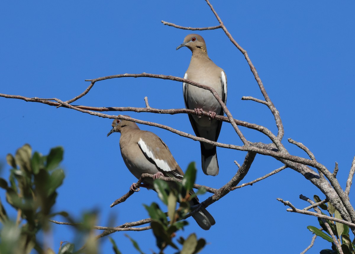 Зенаїда білокрила - ML645644994