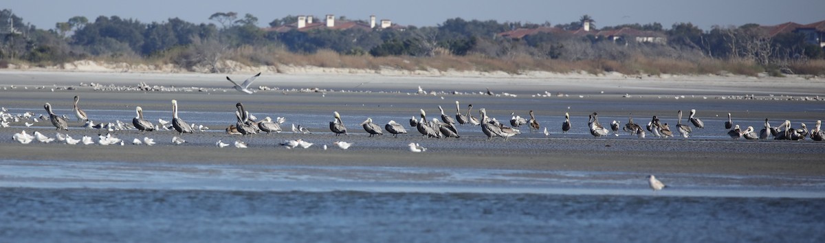 Пелікан бурий - ML645644995