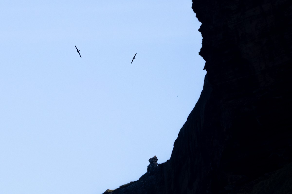 Альбатрос довгохвостий - ML645644996