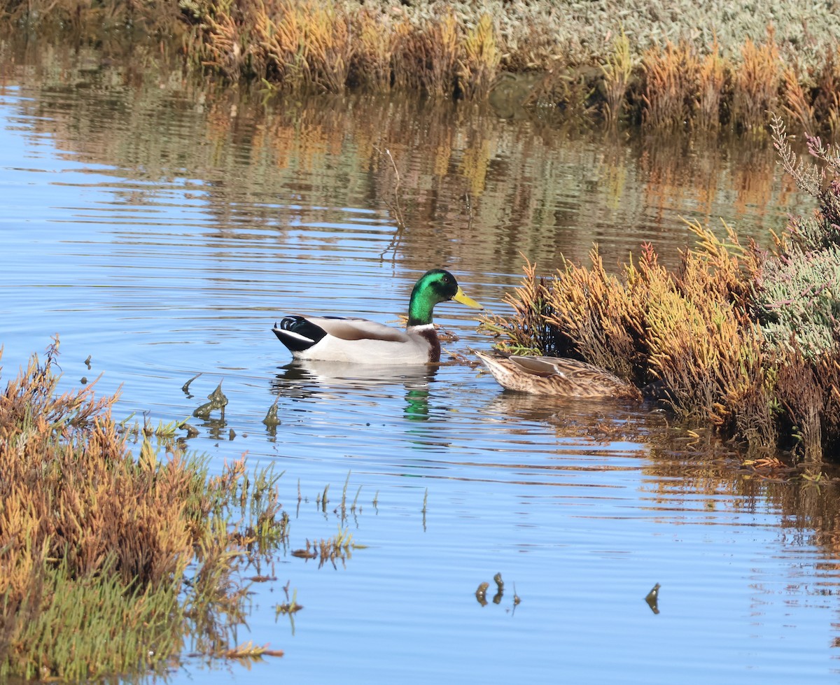 Крижень звичайний - ML645644997