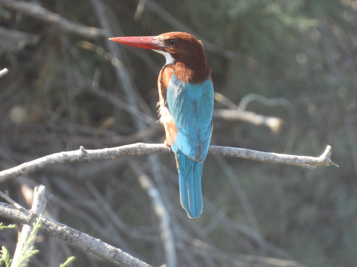 Альціон білогрудий - ML645644998