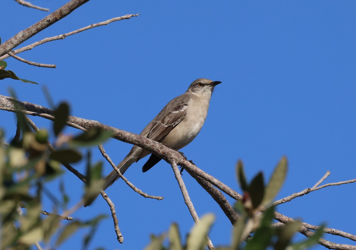 Пересмішник багатоголосий - ML645644999