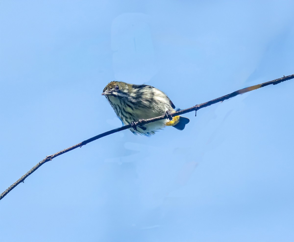 Квіткоїд смугастогрудий - ML645645000