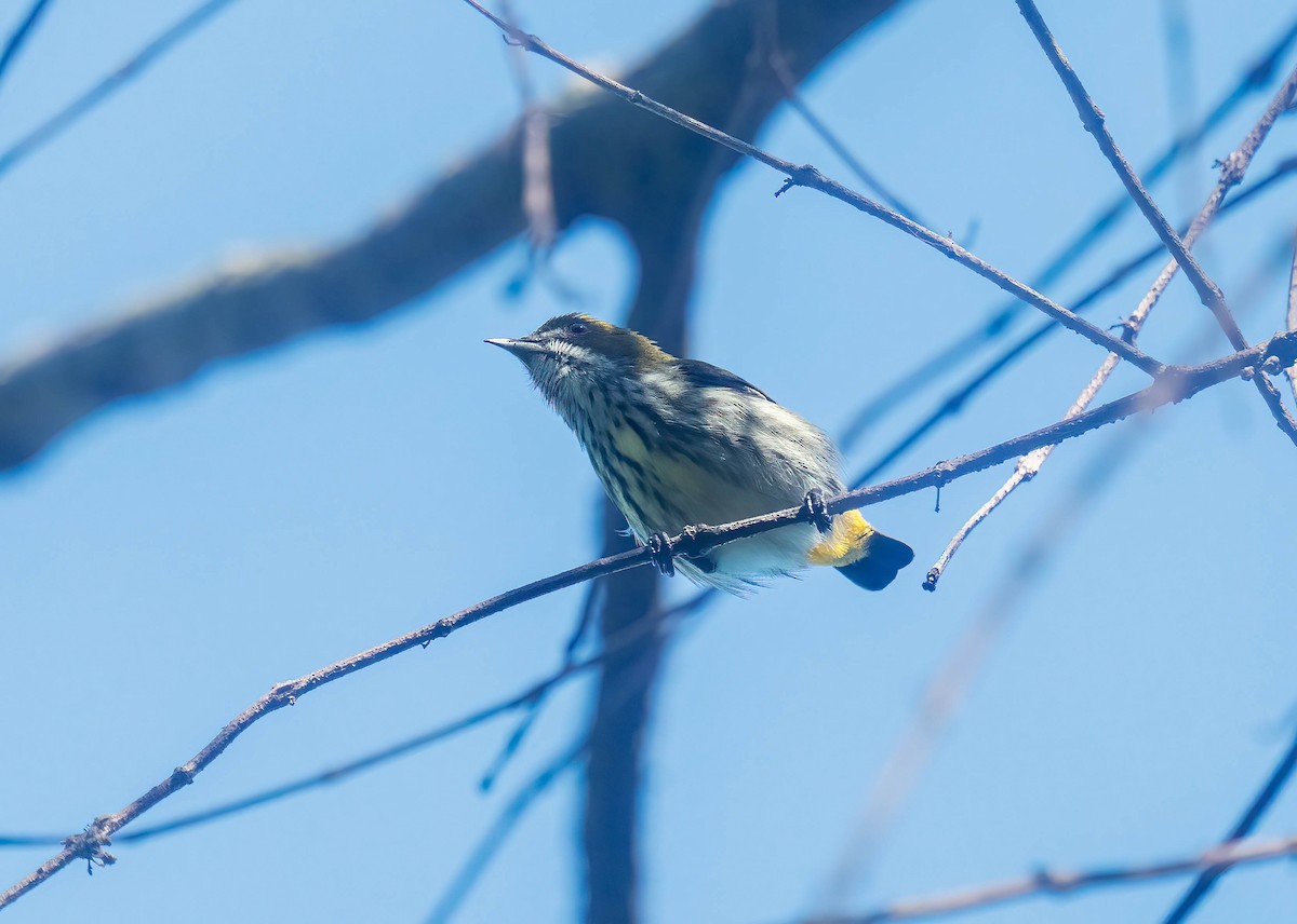 Квіткоїд смугастогрудий - ML645645001