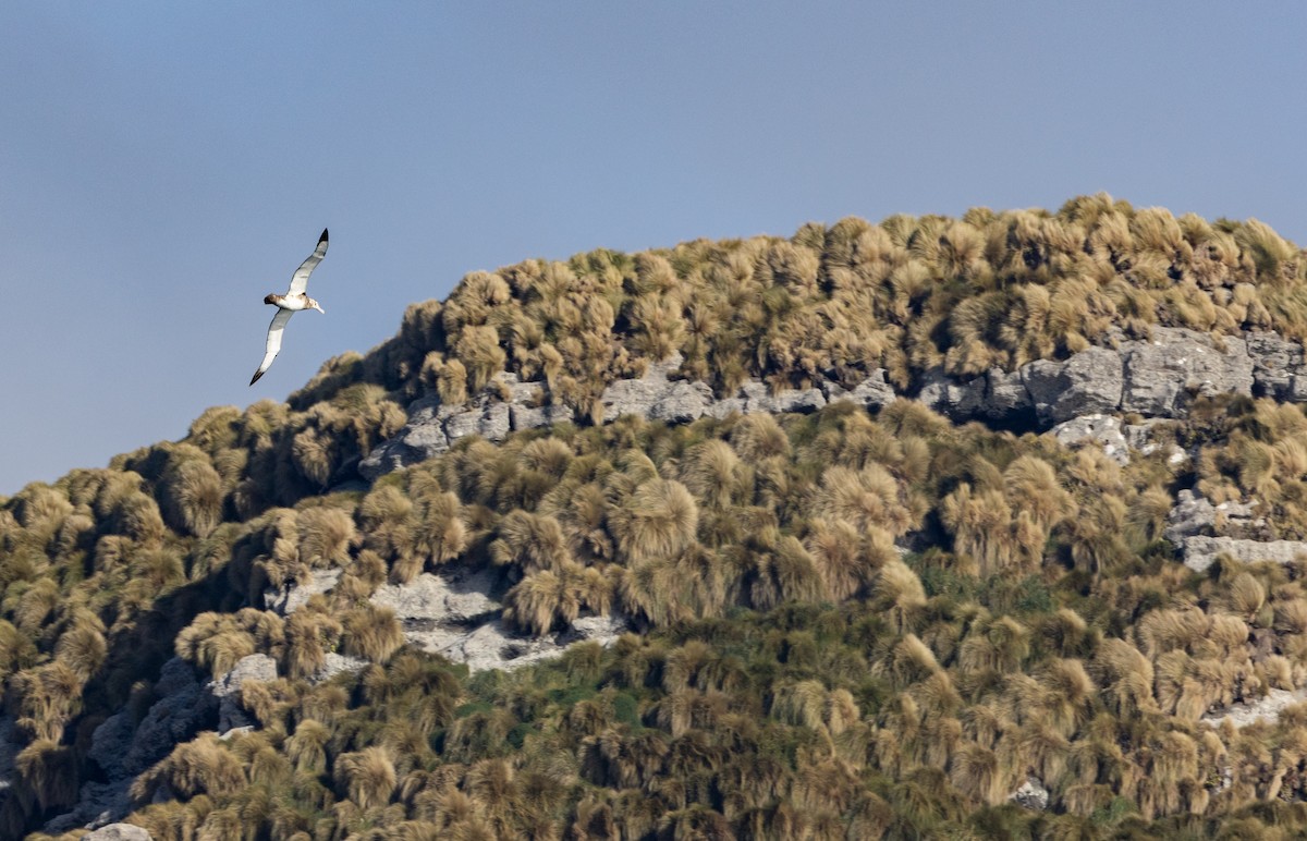 Antipodean Albatross (New Zealand) - ML645645004