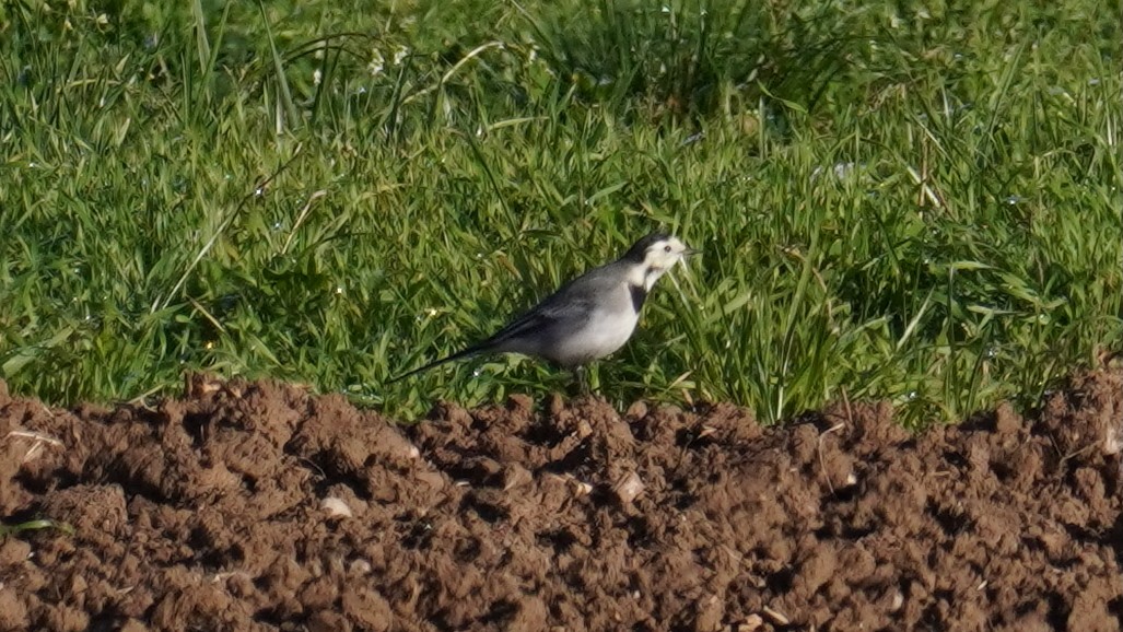 Плиска біла - ML645645005