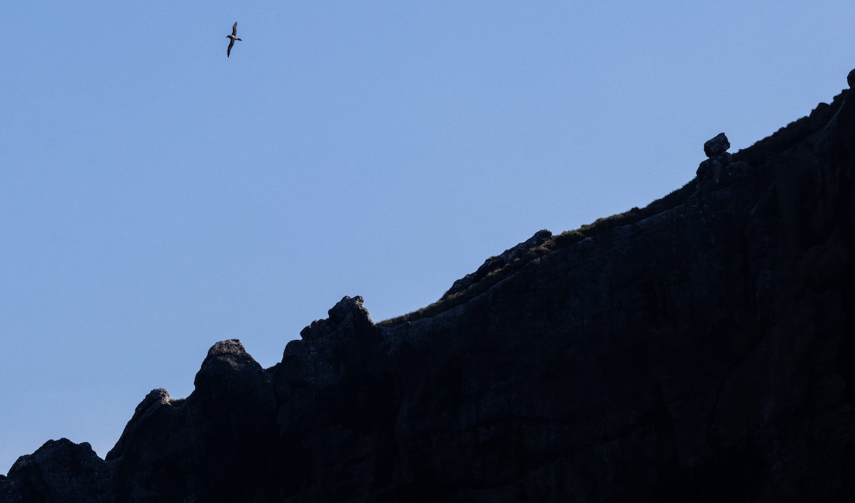 Альбатрос довгохвостий - ML645645006