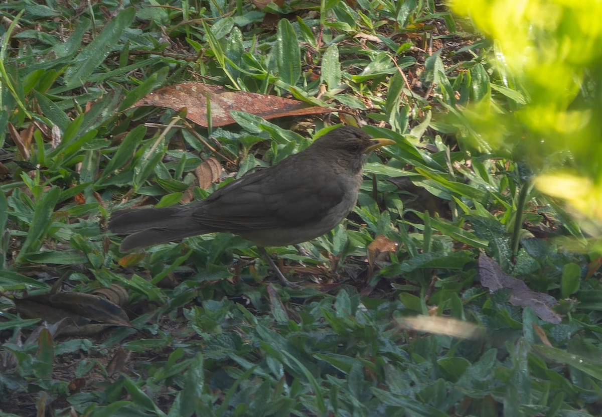 Дрізд кремововолий - ML645645012