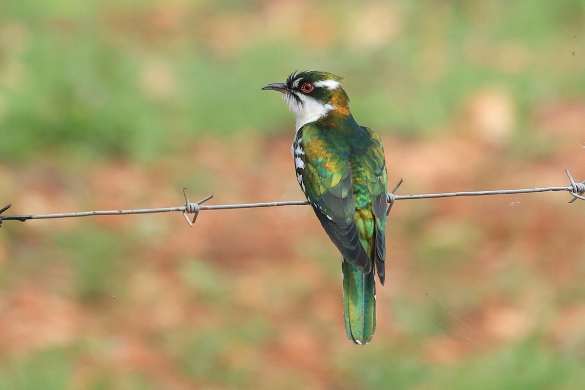 Дідрик білощокий - ML645645015