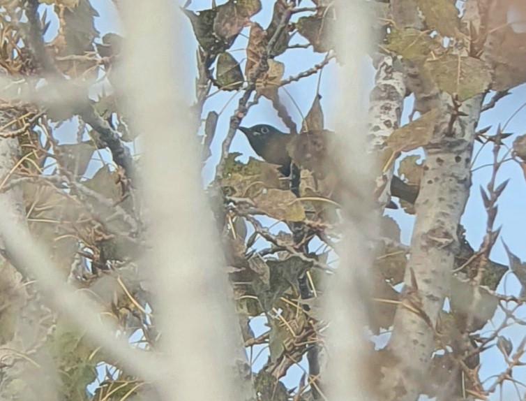 Дрізд мандаринський - ML645645016