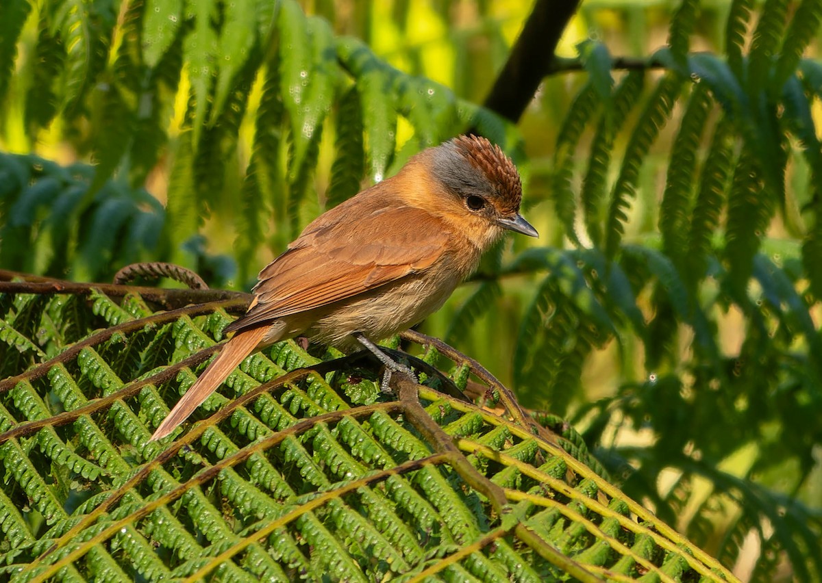 Бекард каштановий - ML645645017