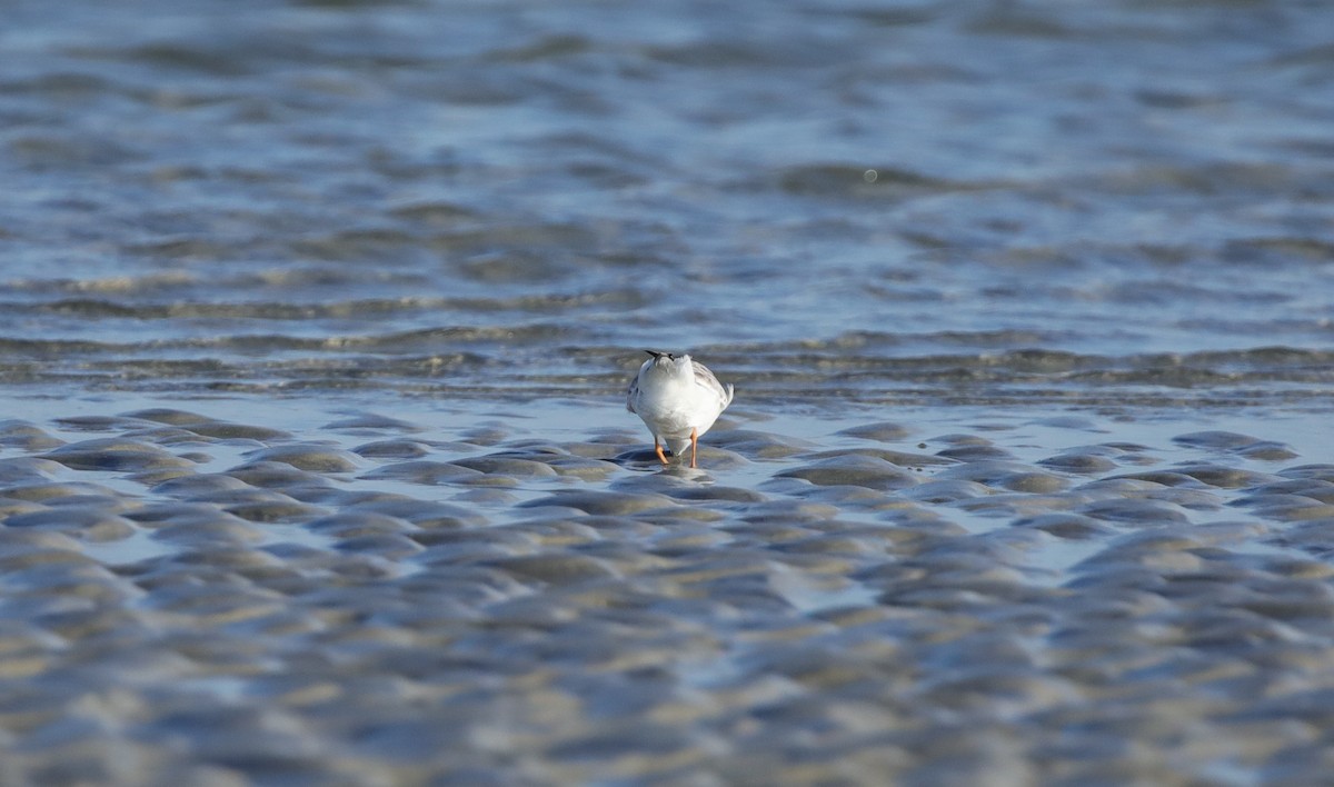 Пісочник жовтоногий - ML645645018
