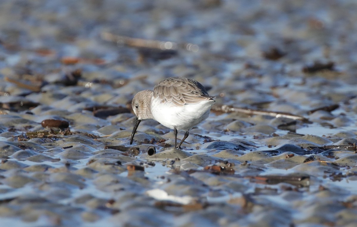 Побережник чорногрудий - ML645645019