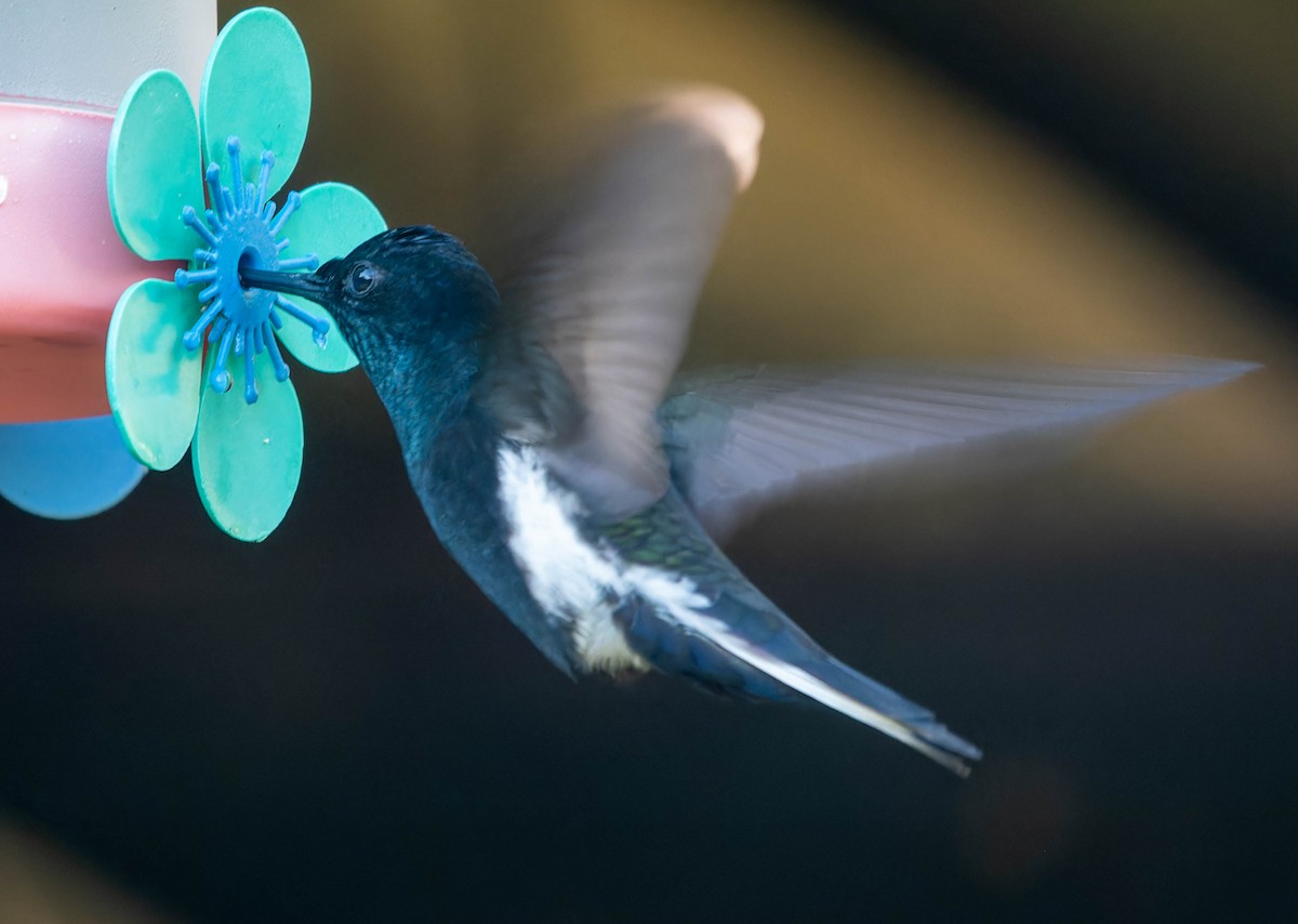 Колібрі-якобін чорний - ML645645020