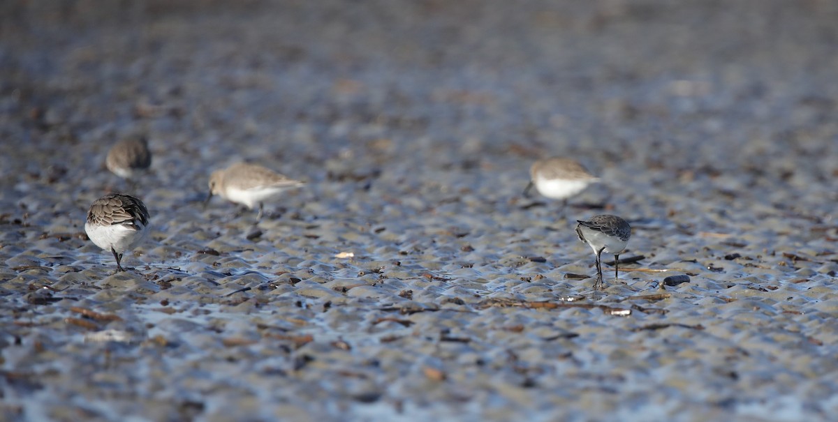 Побережник чорногрудий - ML645645021