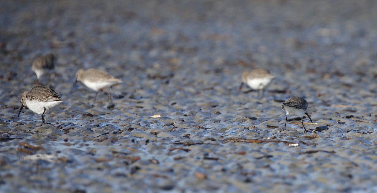 Побережник чорногрудий - ML645645022