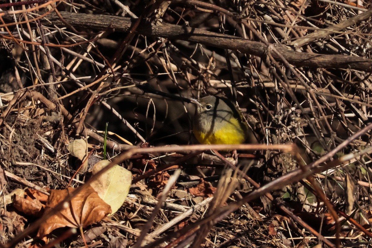 Цитринка західна - ML645645023