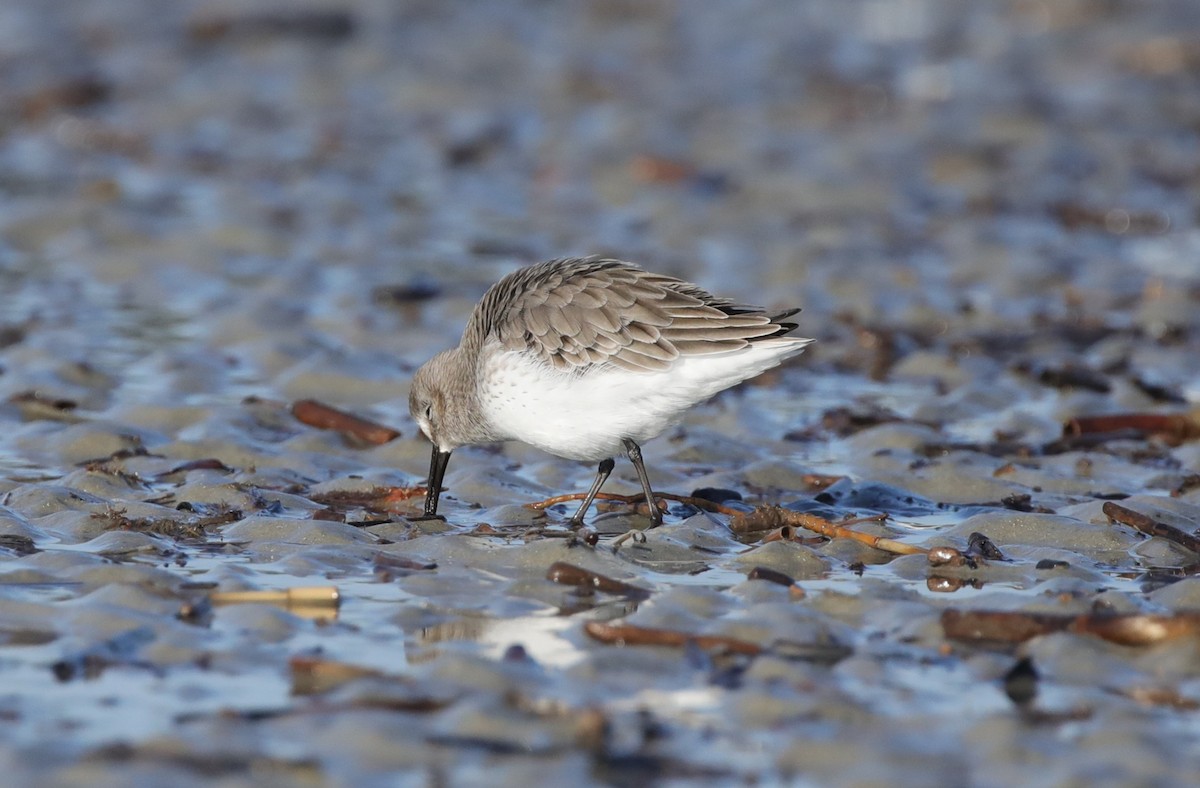Побережник чорногрудий - ML645645024