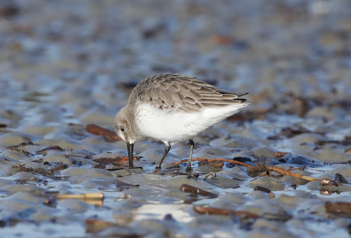 Побережник чорногрудий - ML645645028