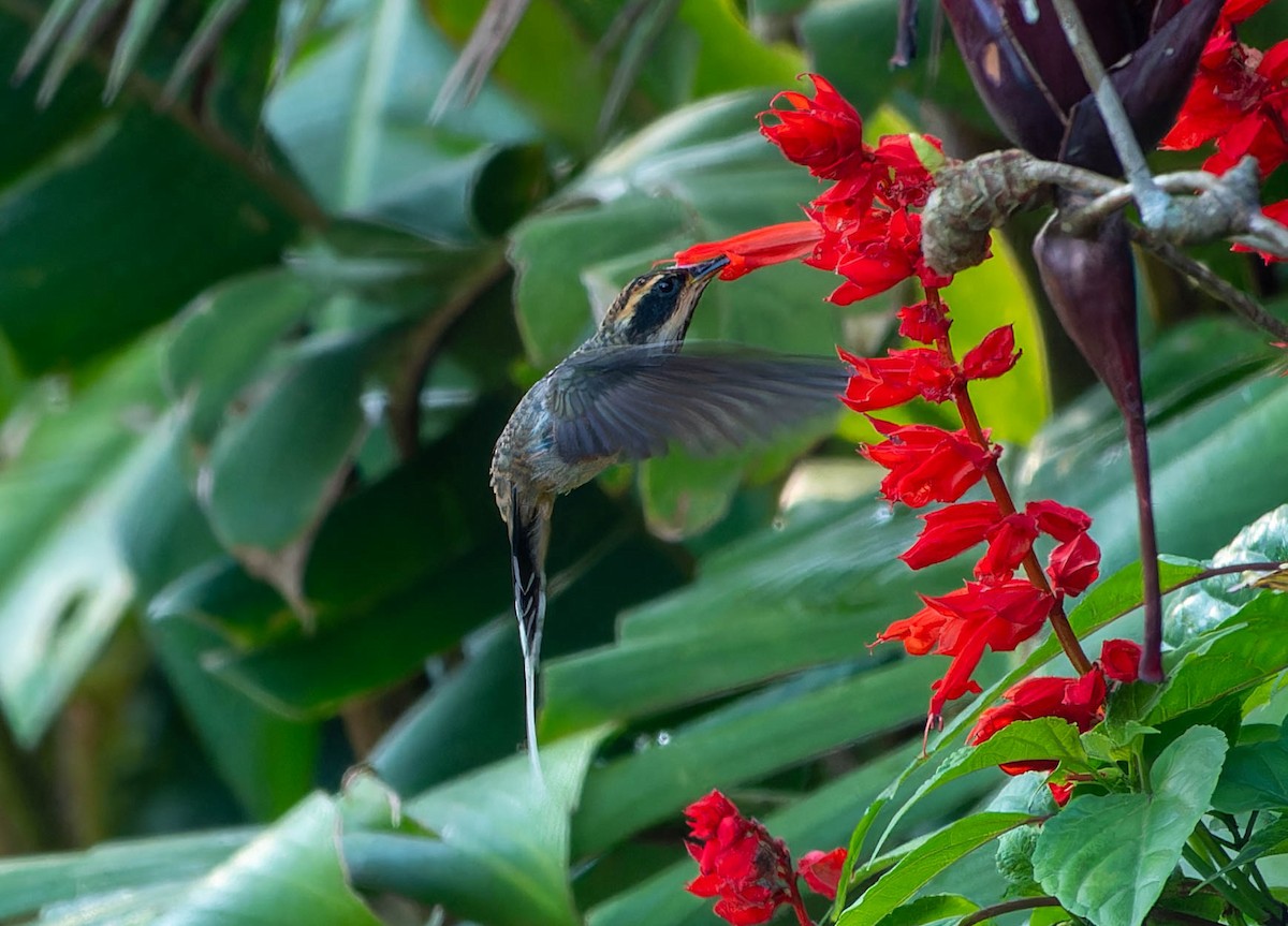 Ерміт багійський - ML645645029