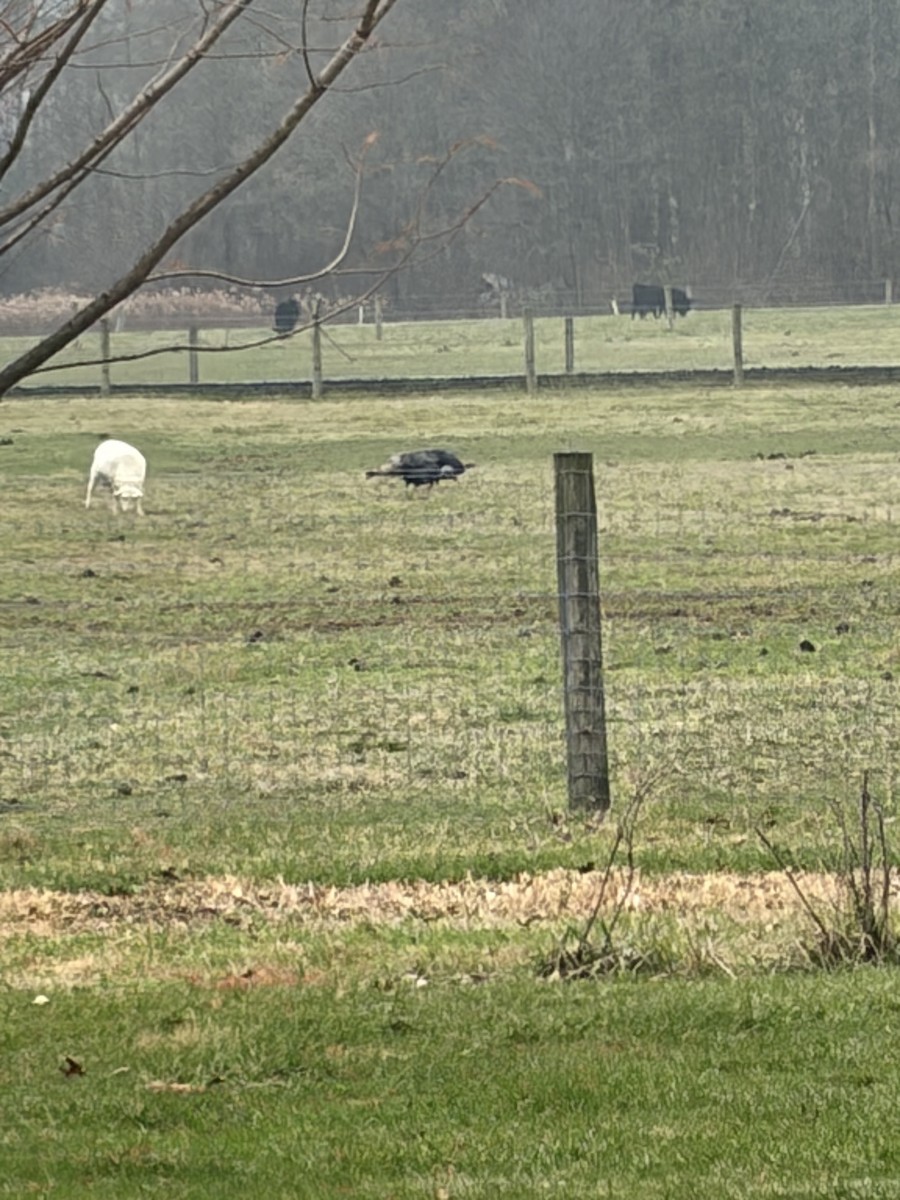 シチメンチョウ - ML645645030