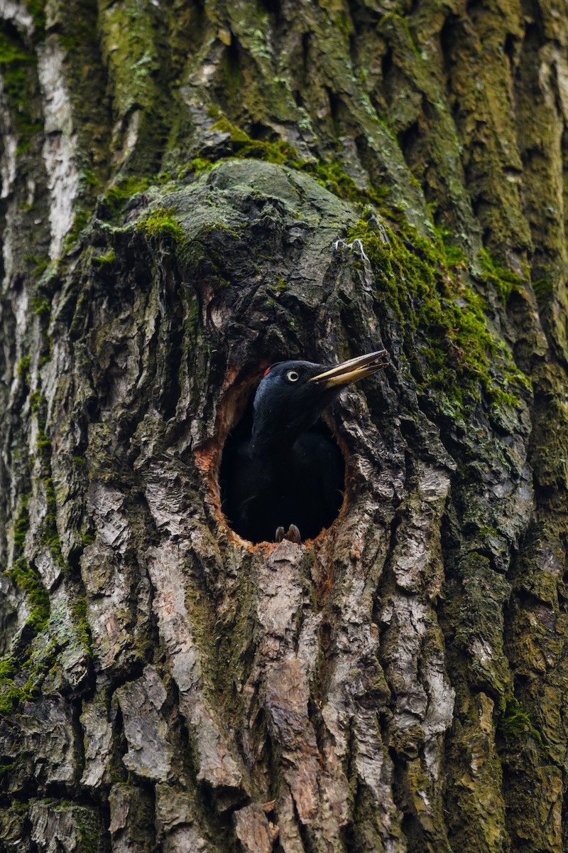 Black Woodpecker - ML645645031