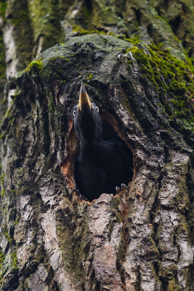 Black Woodpecker - ML645645032