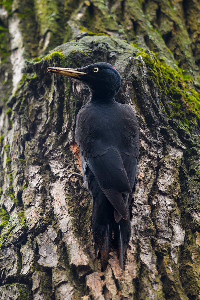 Black Woodpecker - ML645645033