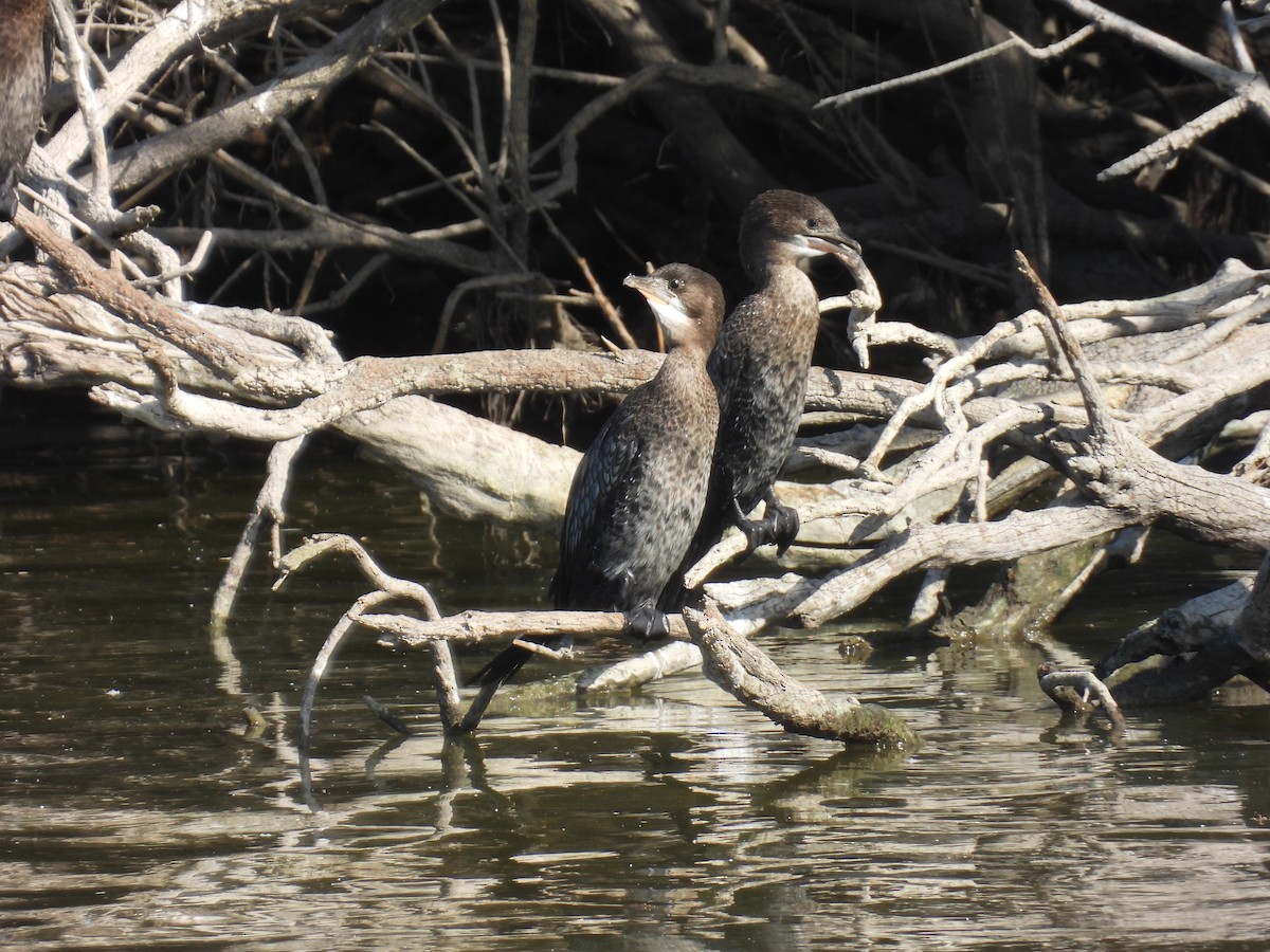 Ubarroi txikia - ML645645034