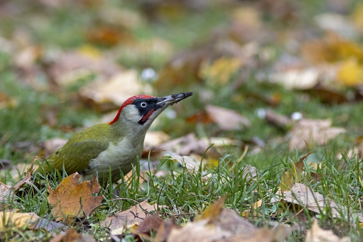 נקר ירוק - ML645645039