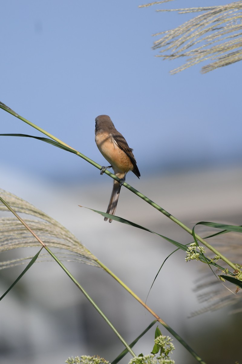 Pie-grièche brune (lucionensis) - ML645645057