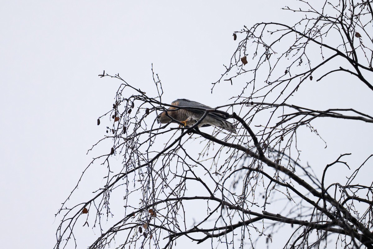 Eurasian Sparrowhawk - ML645645062