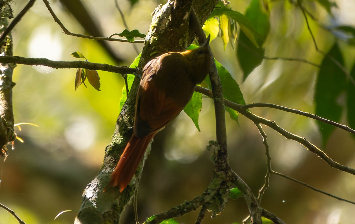 Olivaceous Woodcreeper (Olivaceous) - ML645645064