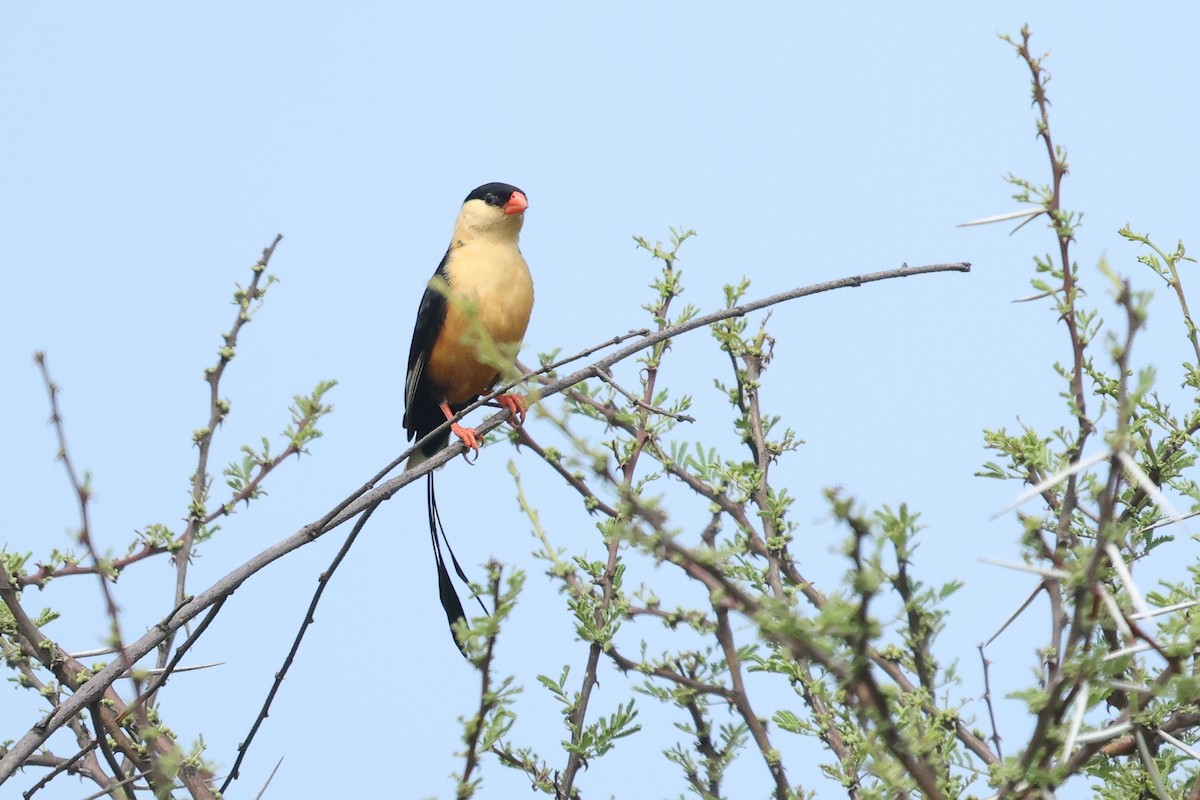 ミカドスズメ - ML645645067