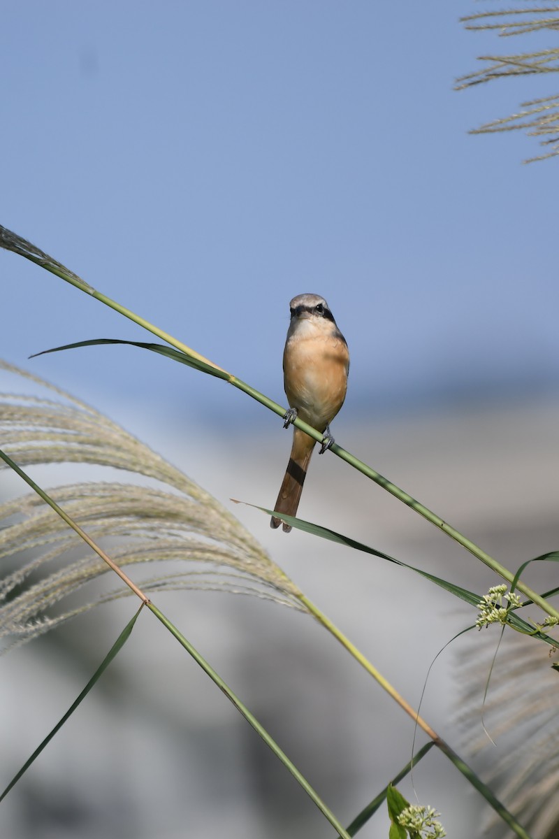 Pie-grièche brune (lucionensis) - ML645645072