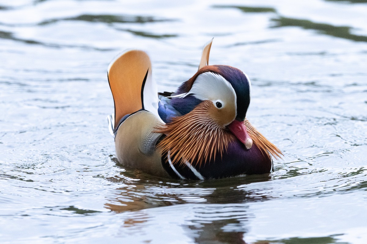 Мандаринка - ML645645082