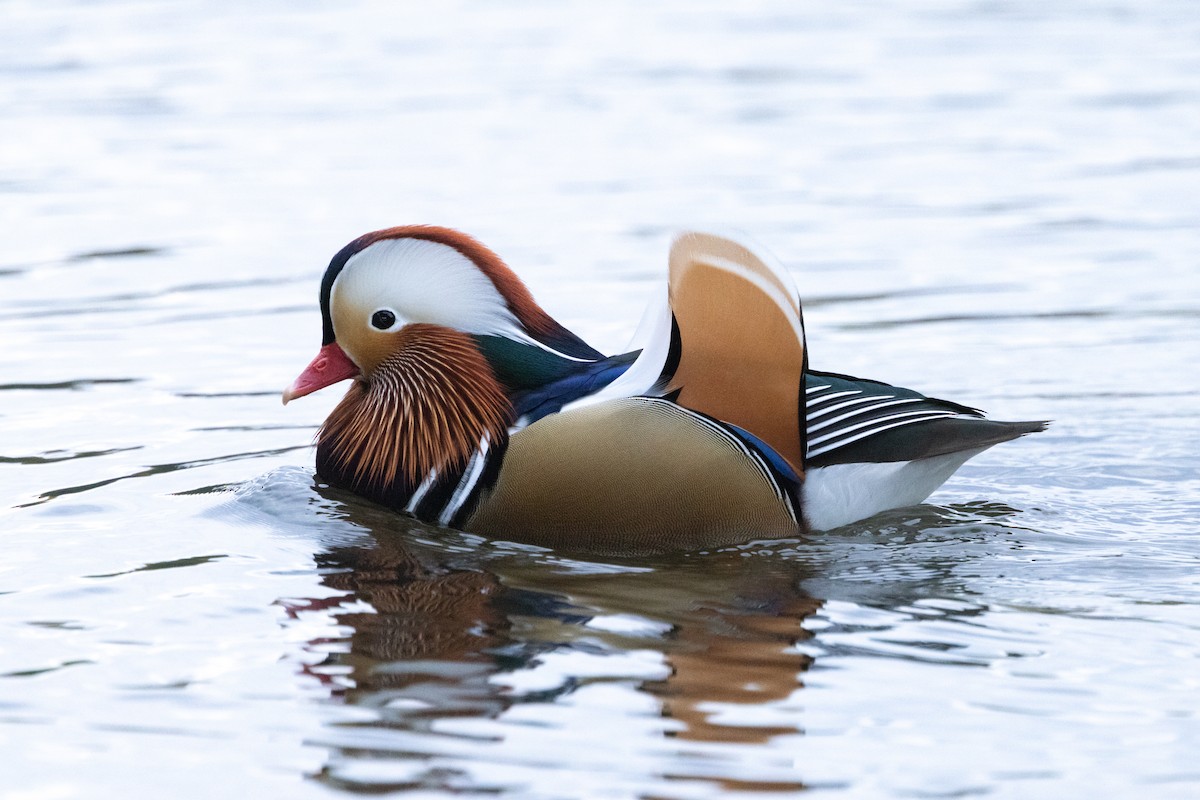 Мандаринка - ML645645083