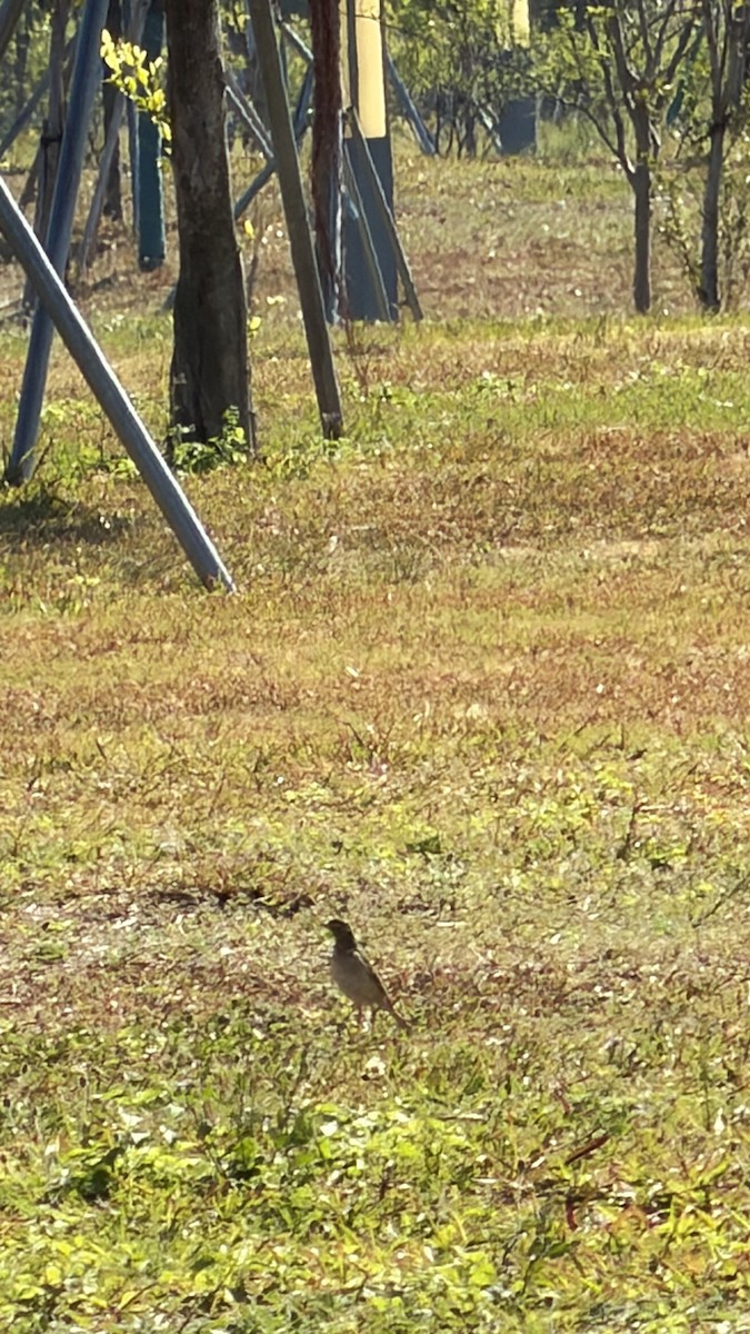 Richard's Pipit - ML645645093