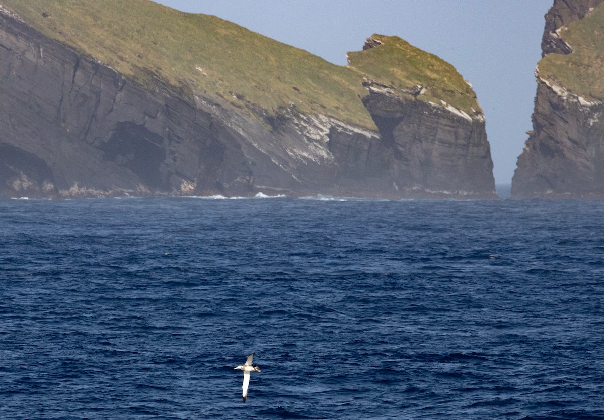 Antipodean Albatross (New Zealand) - ML645645097
