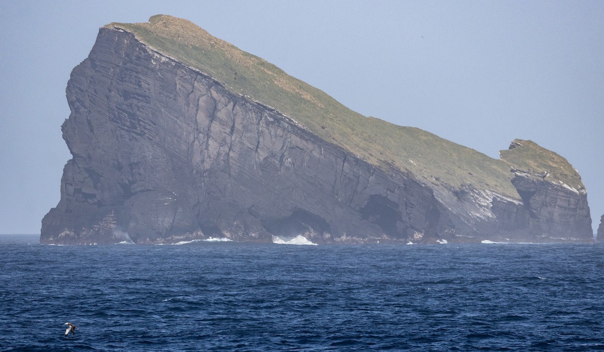 Antipodean Albatross (New Zealand) - ML645645098
