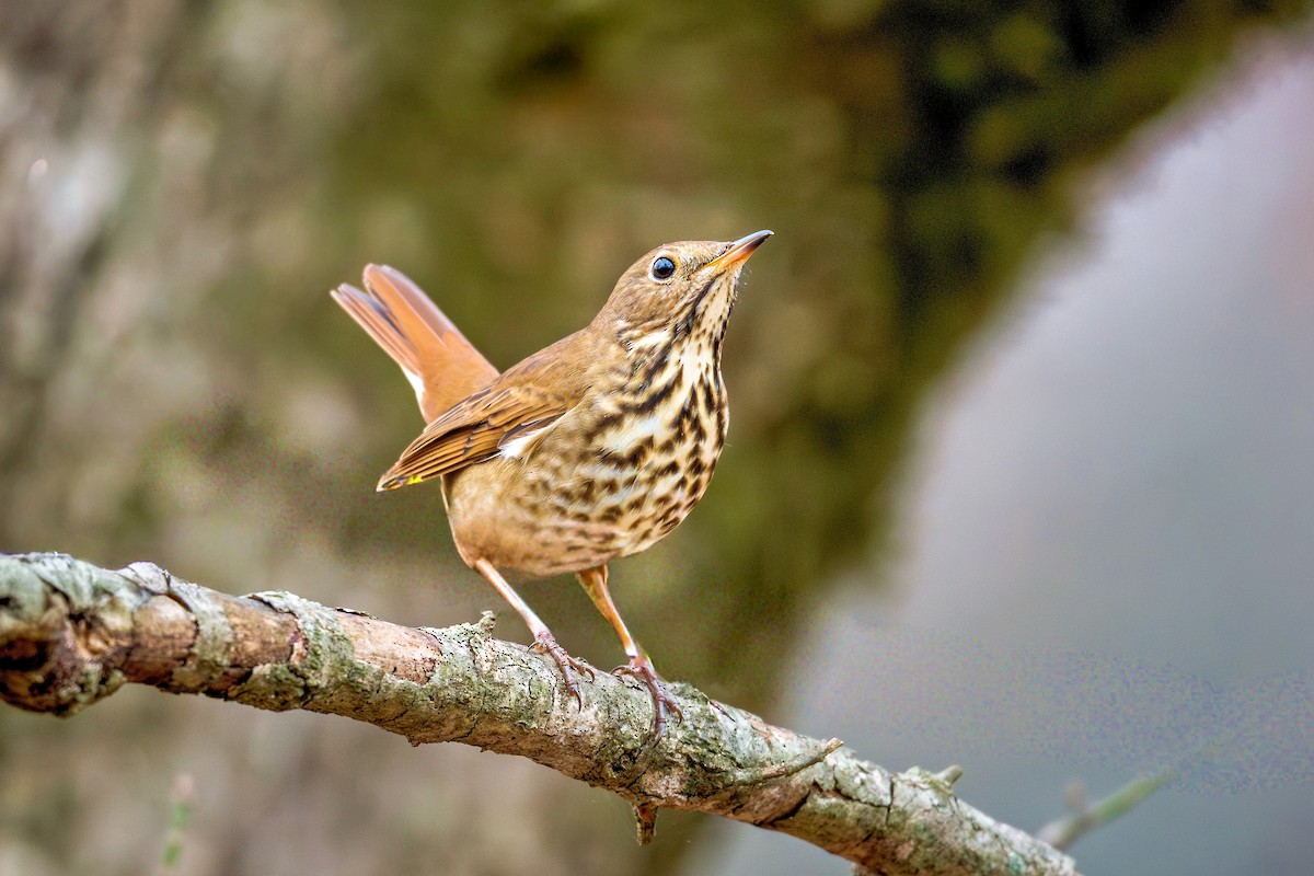 Hermit Thrush - ML645645101