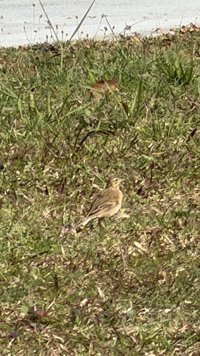 Richard's Pipit - ML645645112