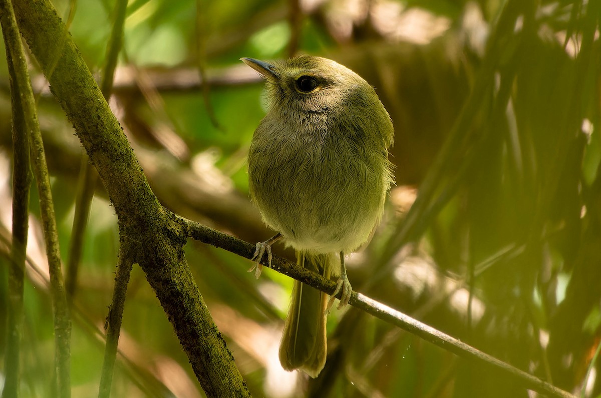 Todirostre à poitrine ombrée - ML645645114