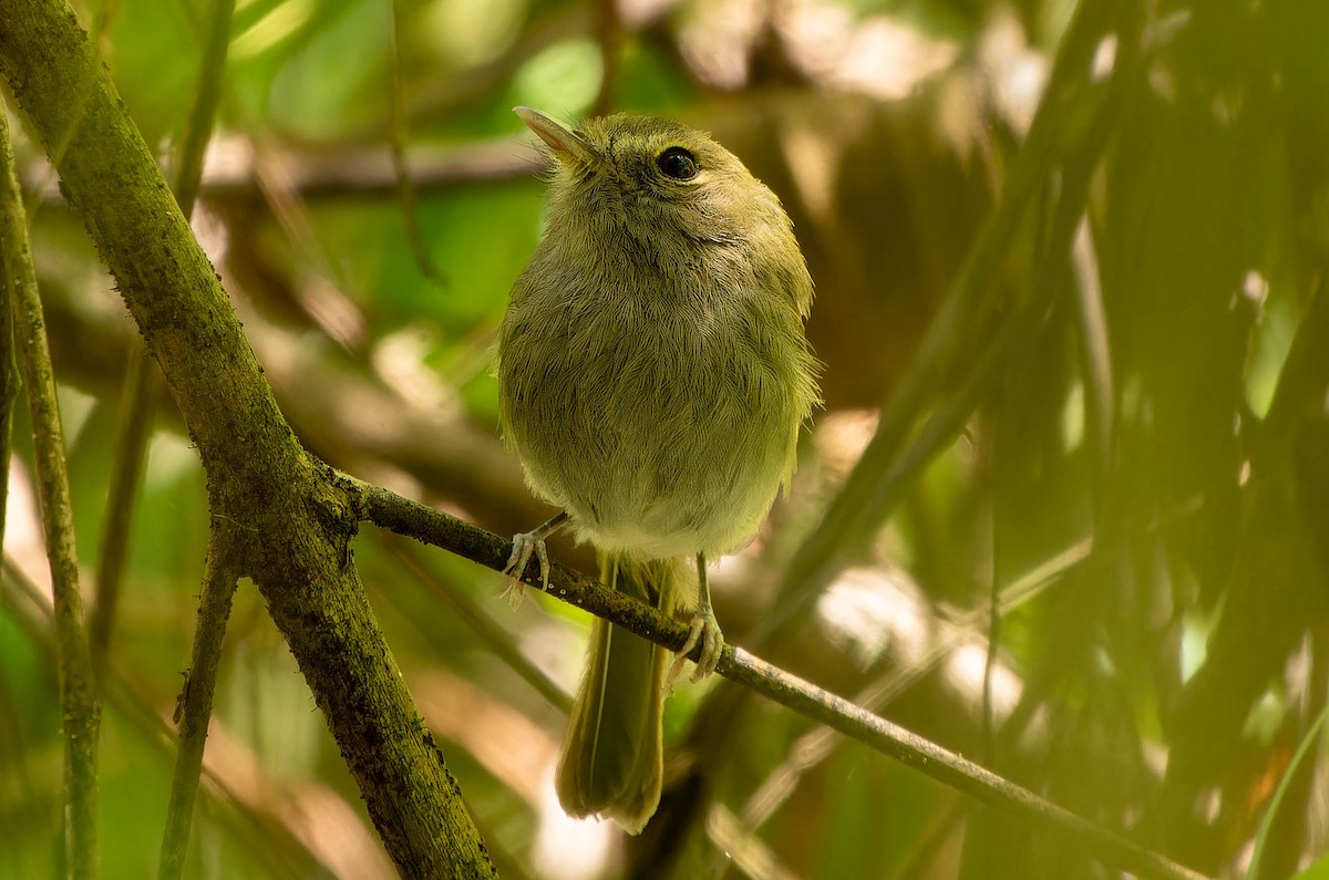 Todirostre à poitrine ombrée - ML645645115